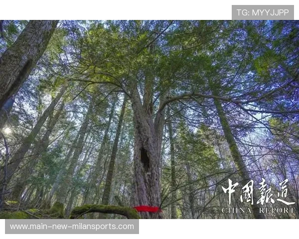 吉林想增强阵地战效率,这些策略你了解吗?